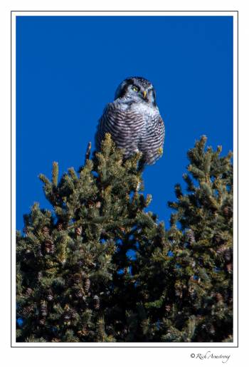 Northern hawk owl copy.jpg